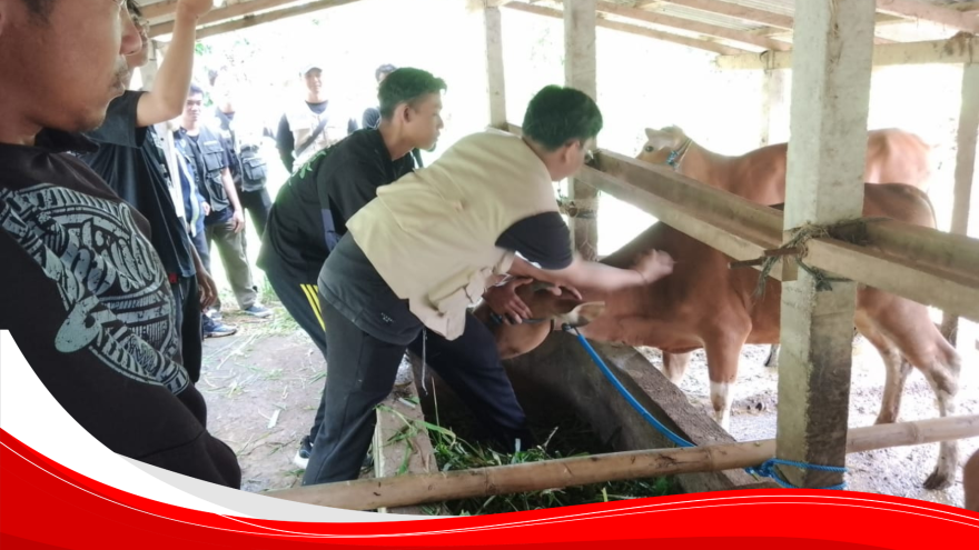 Kegiatan Penyuntikan Sapi